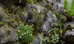 <i>Primula muscoides </i>