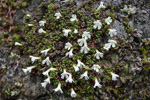 <i>Primula muscoides </i>