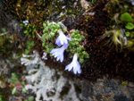 <i>Primula muscoides </i>