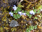 <i>Primula muscoides </i>