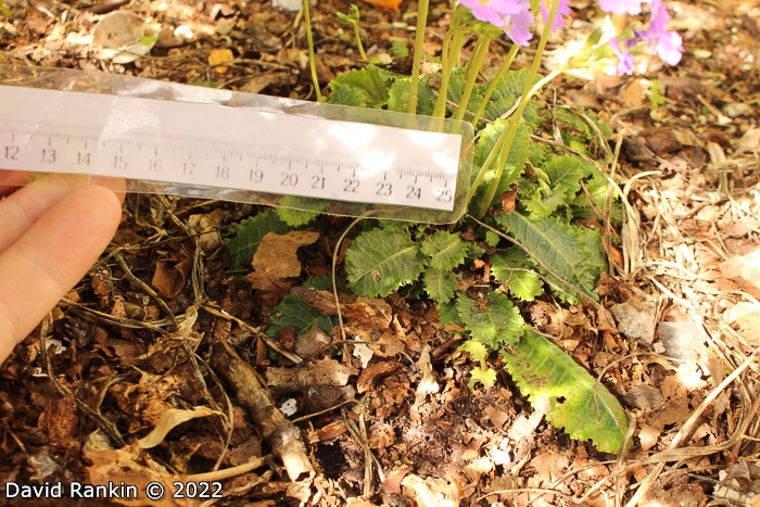 <i>Primula nghialoensis </i>