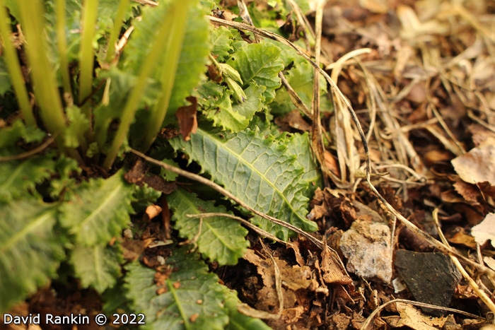 <i>Primula nghialoensis </i>
