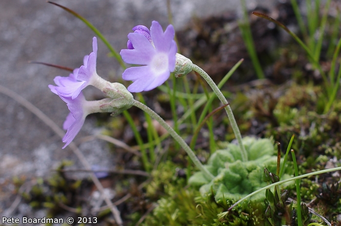 <i>Primula occlusa </i>