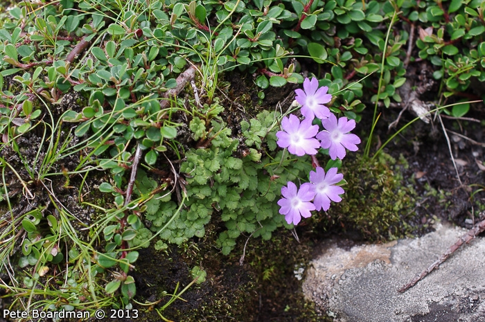 <i>Primula occlusa </i>