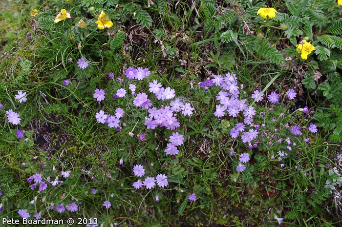 <i>Primula occlusa </i>