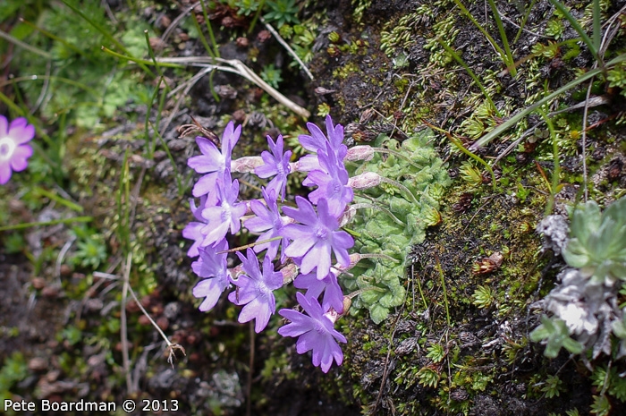 <i>Primula occlusa </i>