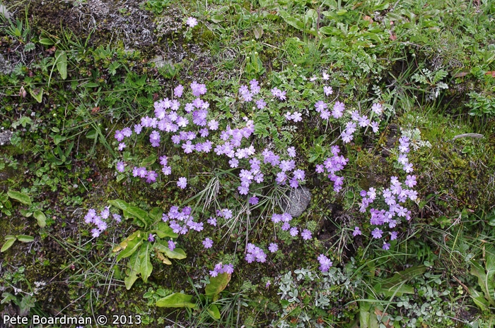 <i>Primula occlusa </i>