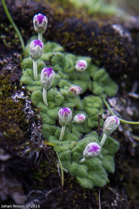 <i>Primula occlusa </i>