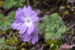 <i>Primula occlusa </i>