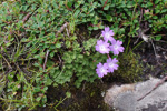 <i>Primula occlusa </i>