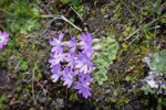 <i>Primula occlusa </i>