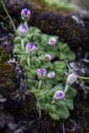 <i>Primula occlusa </i>