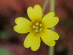 <i>Primula pelargoniifolia </i>