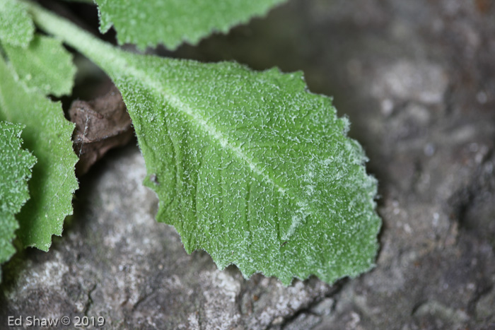 <i>Primula pengzhouensis </i>