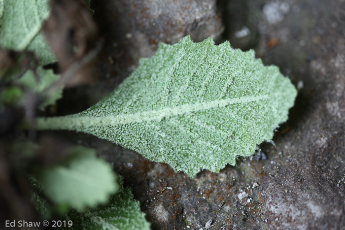 <i>Primula pengzhouensis </i>