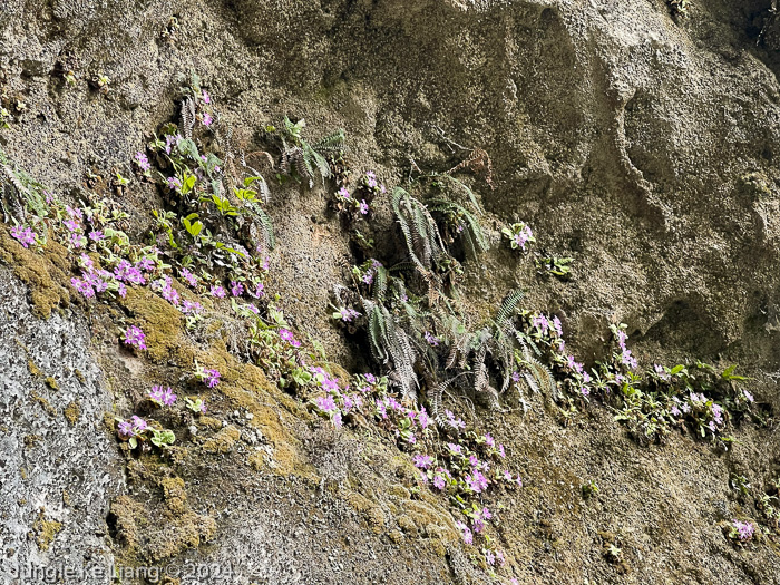 <i>Primula pengzhouensis </i>