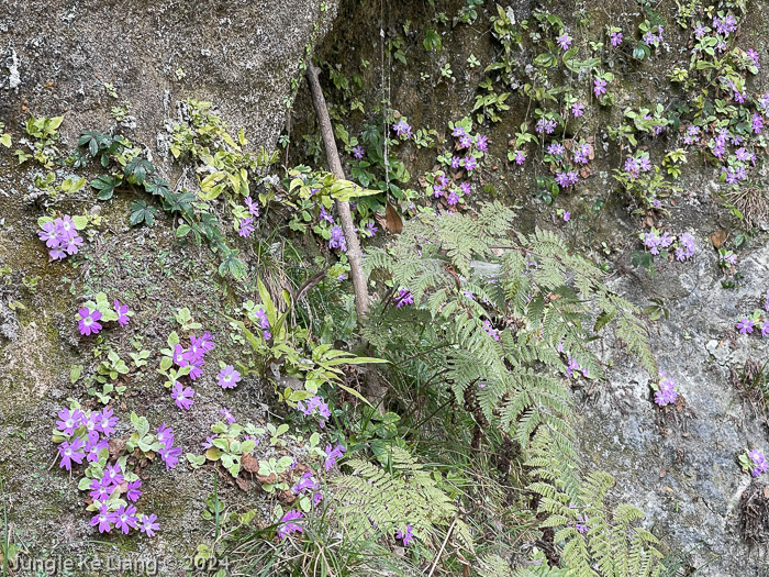 <i>Primula pengzhouensis </i>