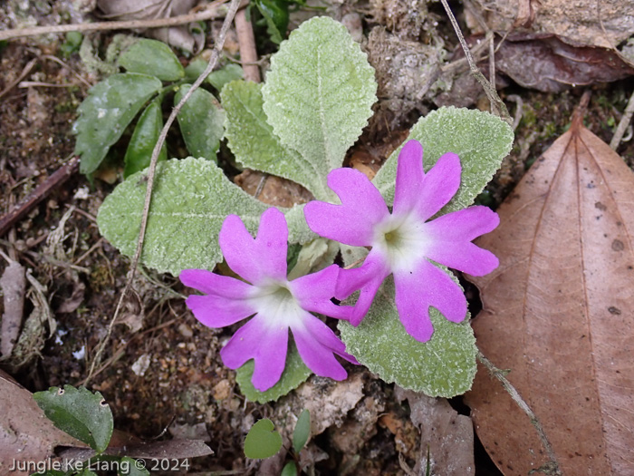 <i>Primula pengzhouensis </i>