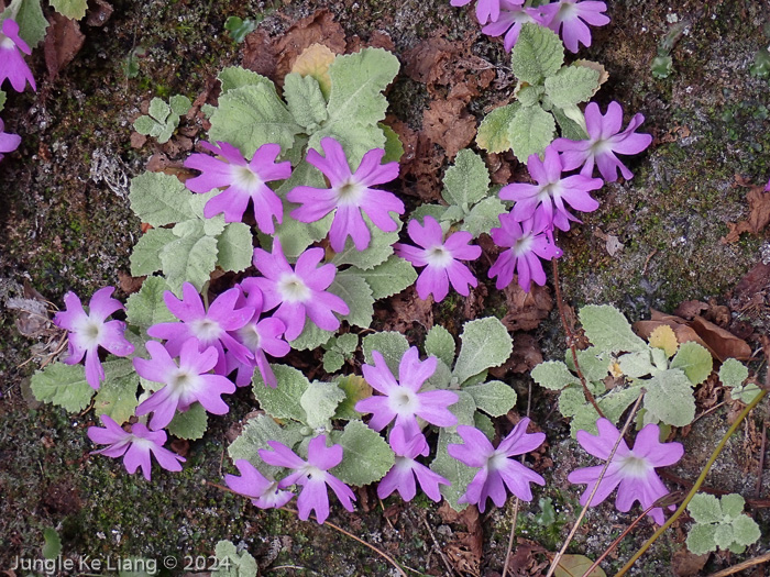 <i>Primula pengzhouensis </i>