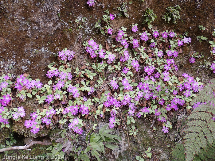 <i>Primula pengzhouensis </i>