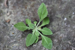 <i>Primula pengzhouensis </i>