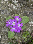 <i>Primula pengzhouensis </i>