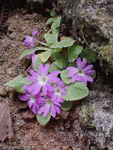 <i>Primula pengzhouensis </i>