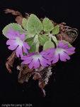 <i>Primula pengzhouensis </i>