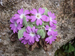 <i>Primula pengzhouensis </i>