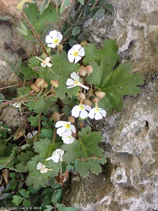 <i>aff. Primula praenitens </i>