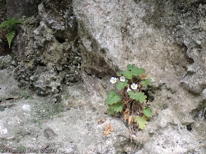 <i>Primula praenitens </i>