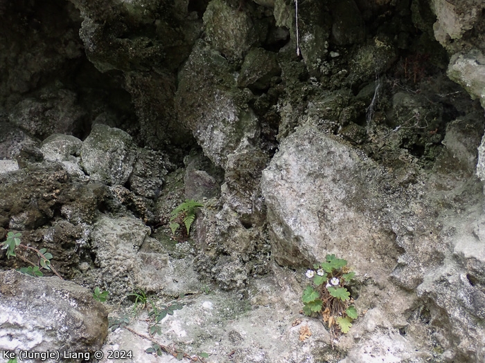<i>Primula praenitens </i>