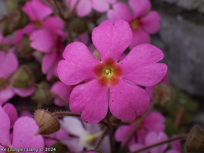 <i>Primula praenitens </i>
