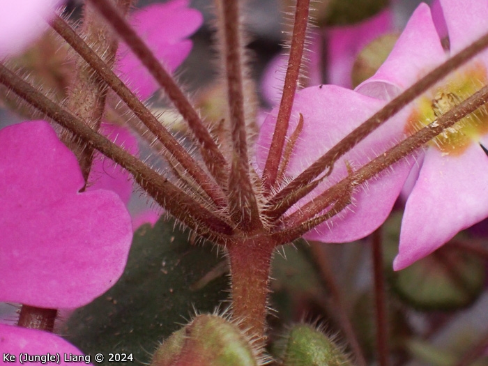 <i>Primula praenitens </i>