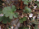 <i>Primula praenitens </i>