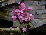 <i>Primula praenitens </i>