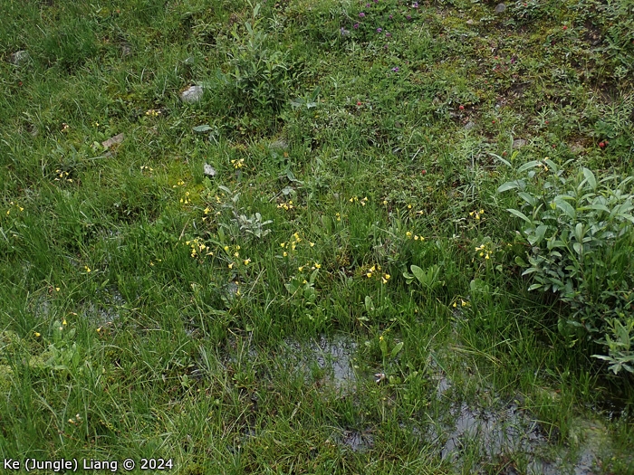 <i>Primula prenantha (intermediate) </i>