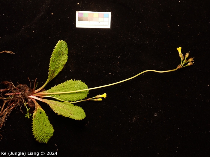 <i>Primula prenantha </i>