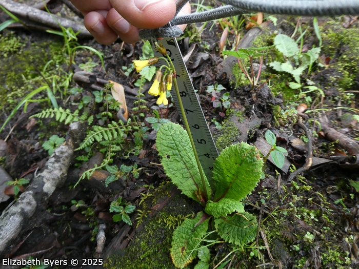 <i>Primula prenantha </i>