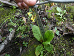 <i>Primula prenantha </i>