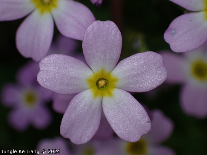 <i>Primula qiandaoensis </i>