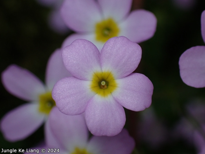 <i>Primula qiandaoensis </i>