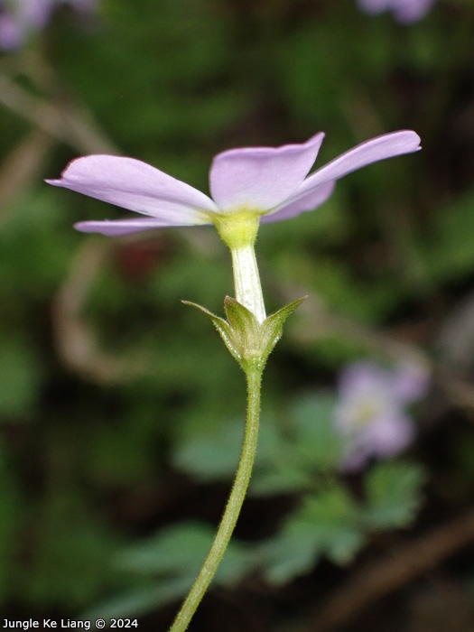 <i>Primula qiandaoensis </i>