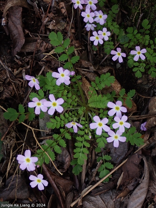 <i>Primula qiandaoensis </i>