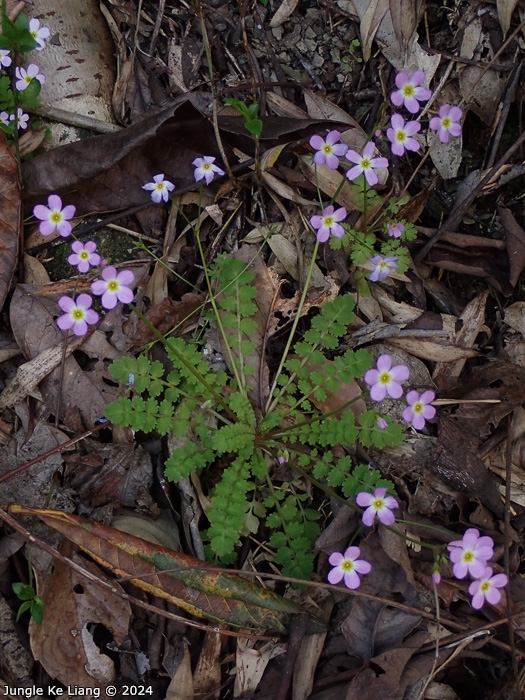 <i>Primula qiandaoensis </i>