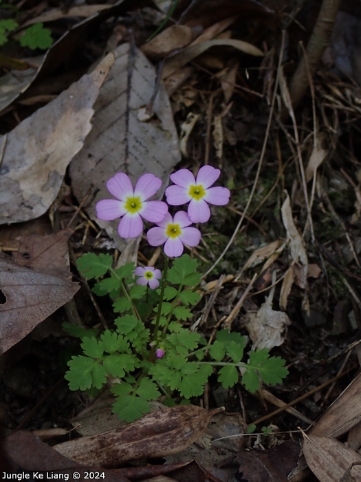 <i>Primula qiandaoensis </i>