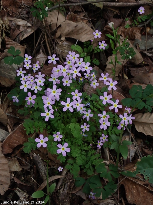 <i>Primula qiandaoensis </i>