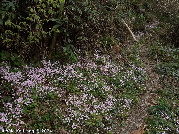 <i>Primula qiandaoensis </i>