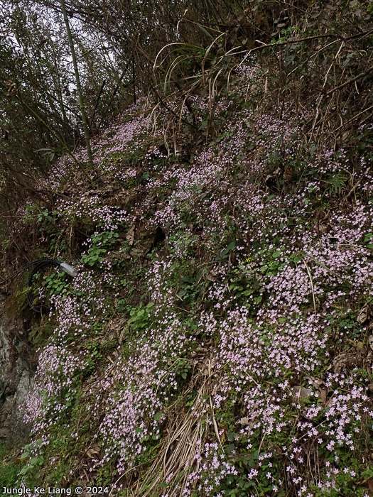 <i>Primula qiandaoensis </i>