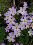 <i>Primula qiandaoensis </i>